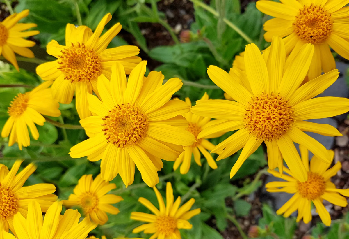 Arnica Montana