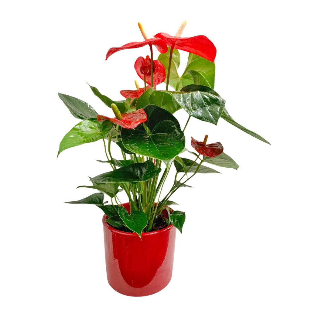 ANTHURIUM ROJO – Floristería Santa Mónica