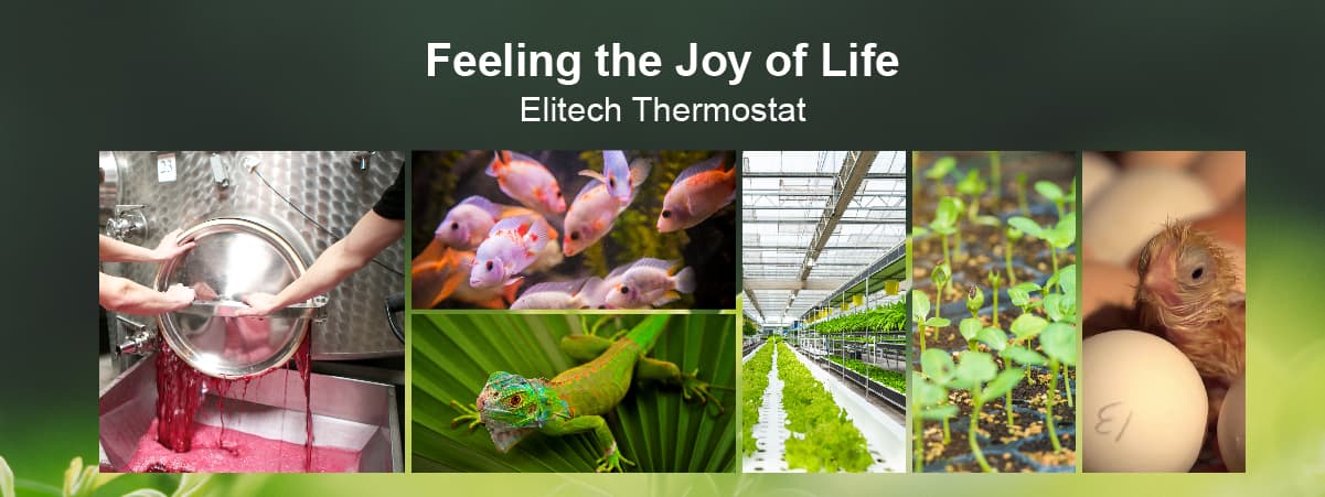 Feeling the Joy of Life-Elitech UK