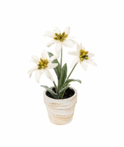 Silk Edelweiss Flower pot – German Specialty Imports llc