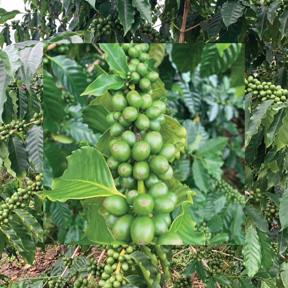 Green Coffee Beans on the Honolulu Coffee Farm