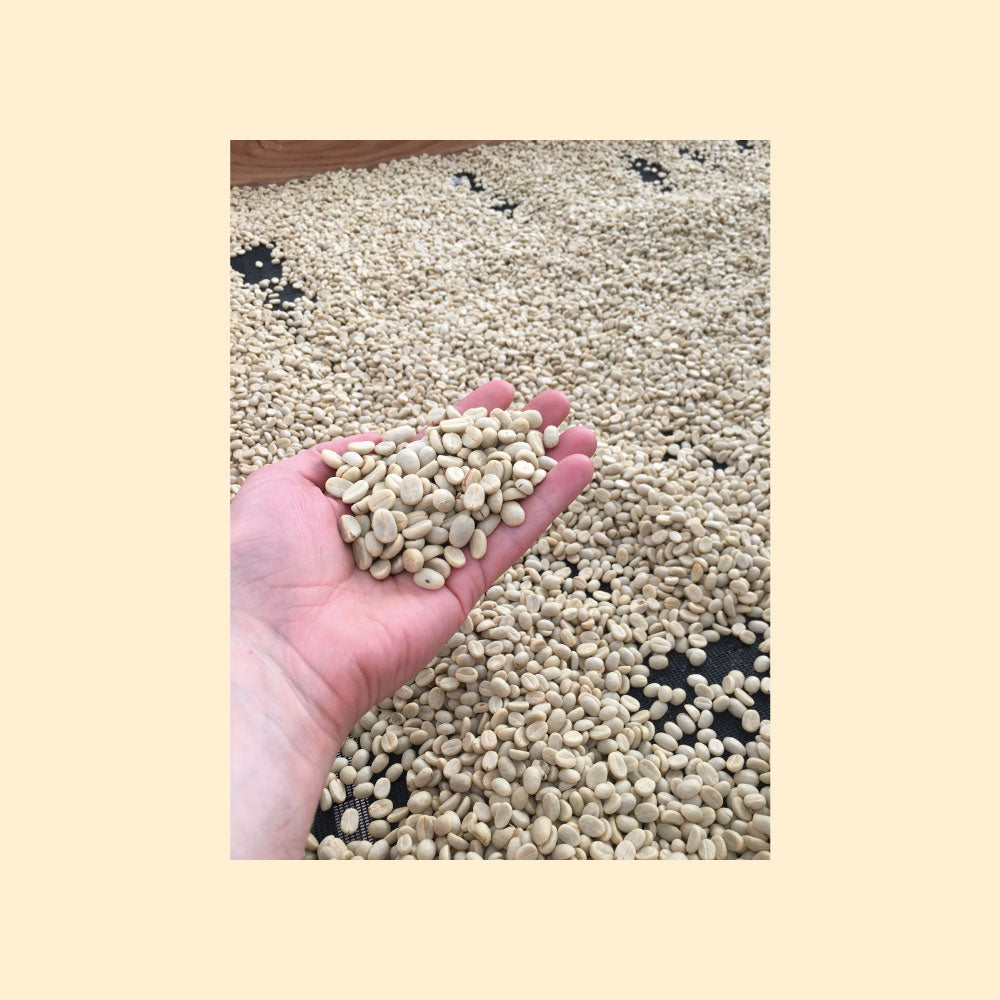 A Hand Holing Green Coffee Beans after being sorted and dried on our Kona coffee farm