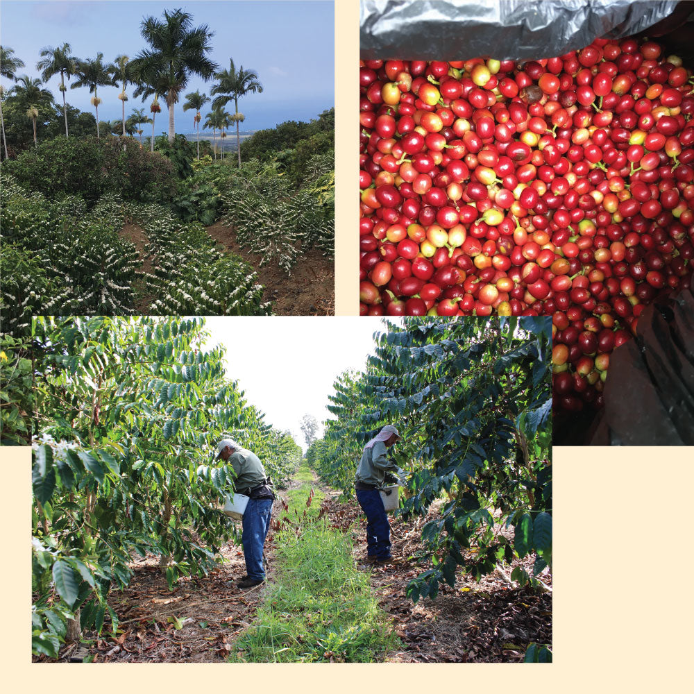A collage of pictures from our farm - plam trees growing next to coffee plants, ripe red coffee cherries, and workers on the Kona coffee farm harvesting coffee cherries