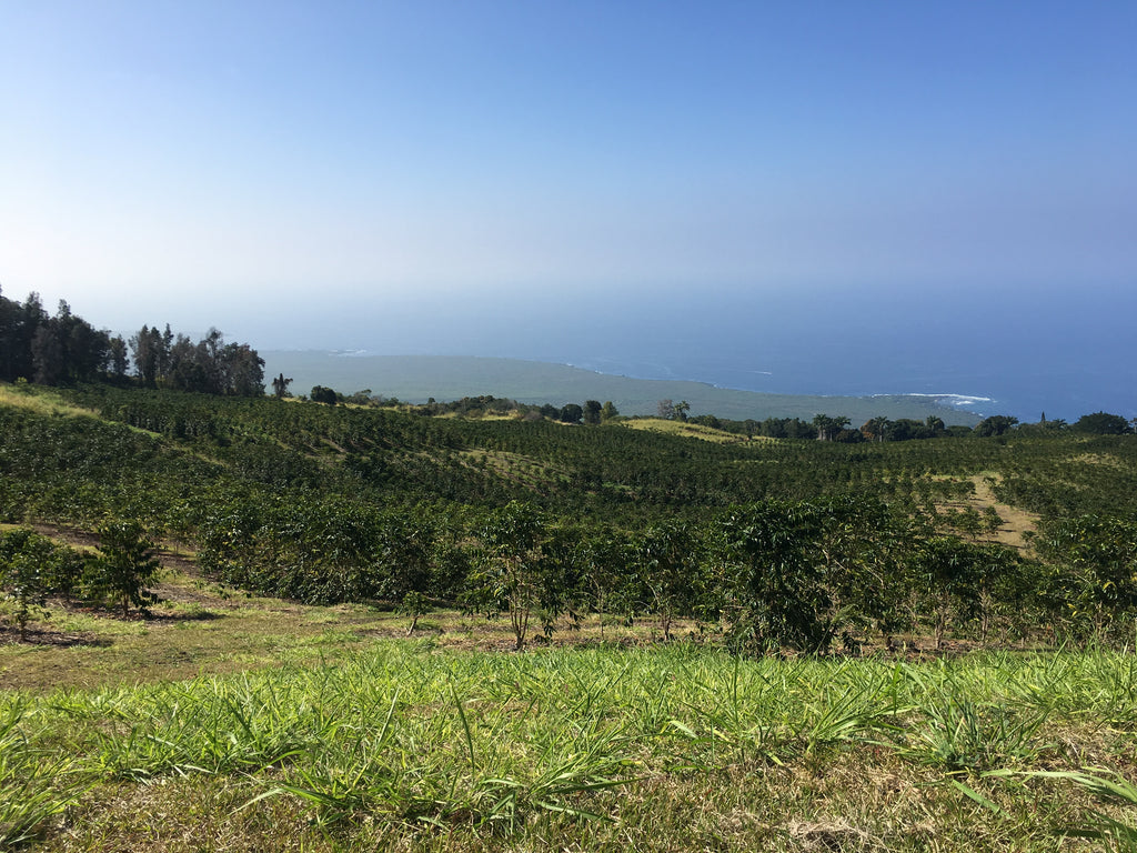 Honolulu Coffee's Kona coffee farm on the Big Island of Hawai‘i
