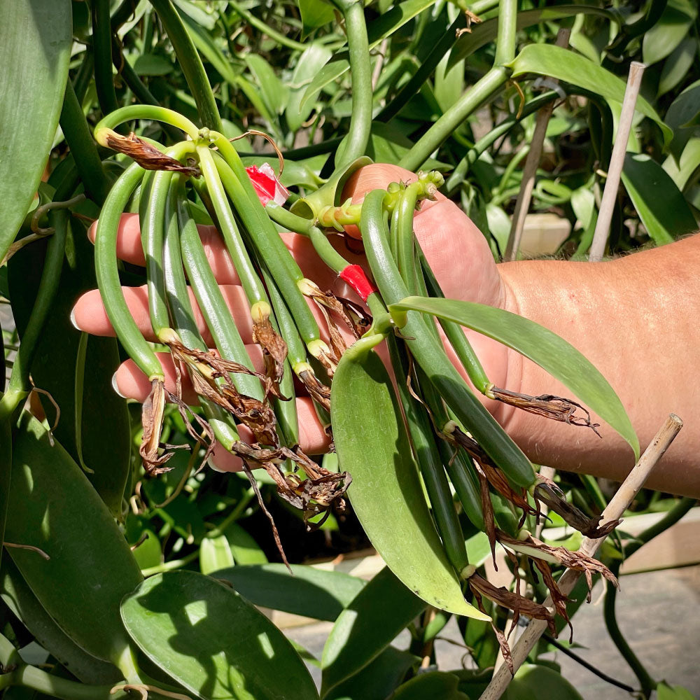 A handful of Laie vanilla bean pods almost ready to harvest