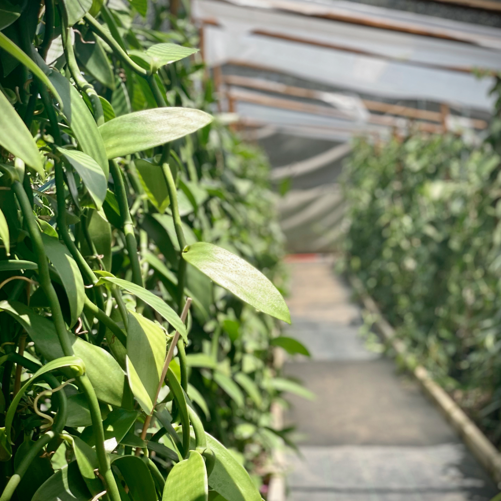 A column of Laie vanilla bean plants