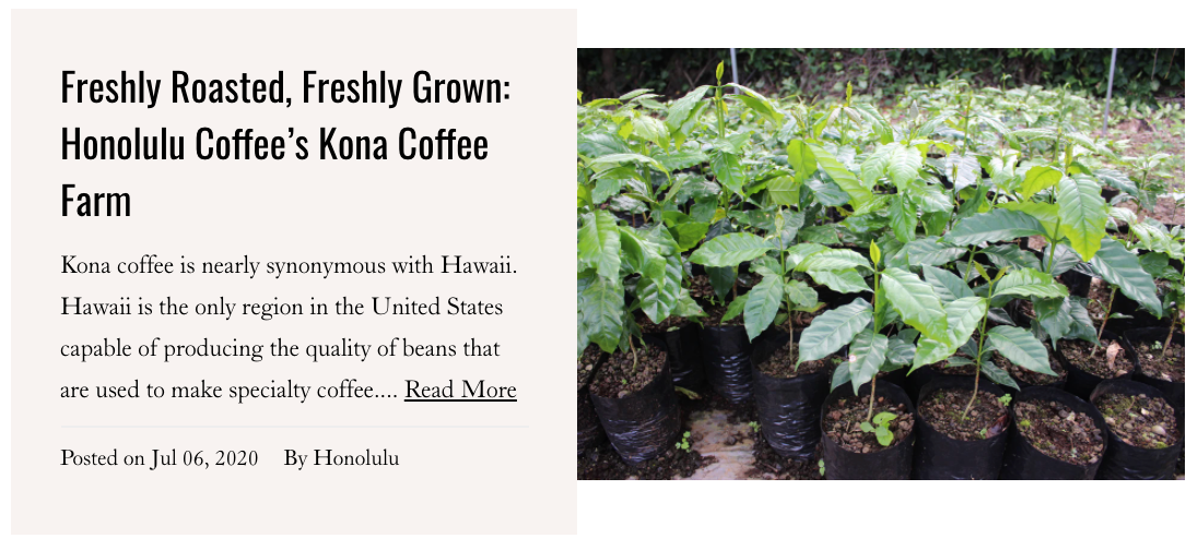 Kona Coffee leaves and a blog about freshly roasted and freshly grown Kona coffee on our Kona coffee farm