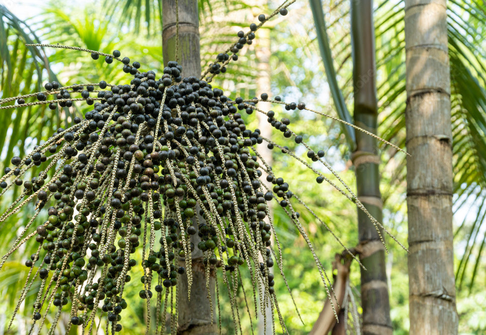 Acai berries