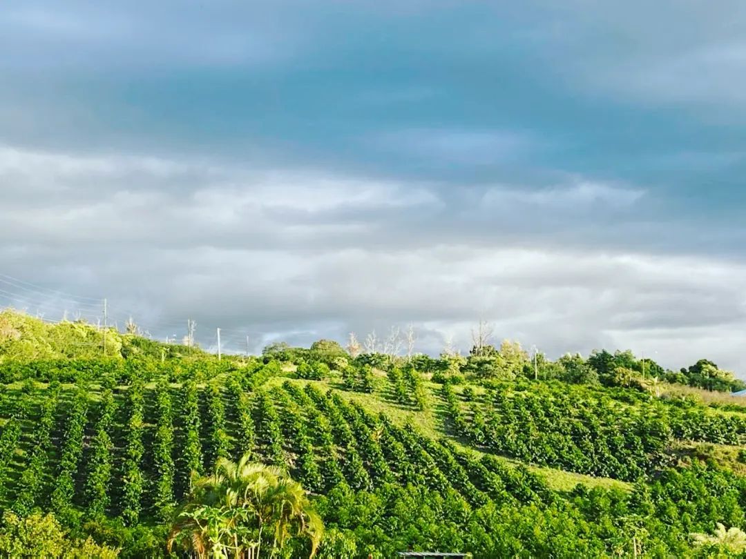 An aerial shot of Aloha Star Coffee Farm.