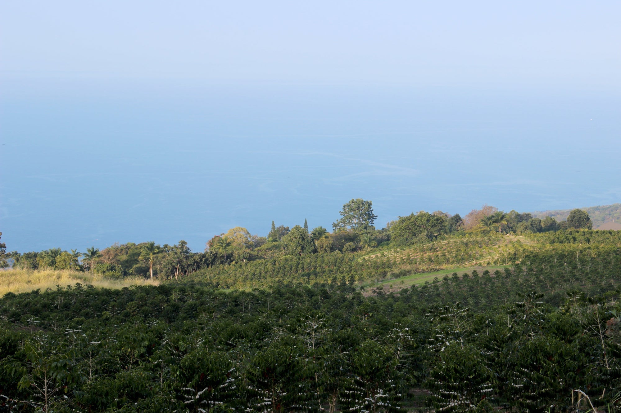 Honolulu Coffee's Farm in Kona, Hawai‘i