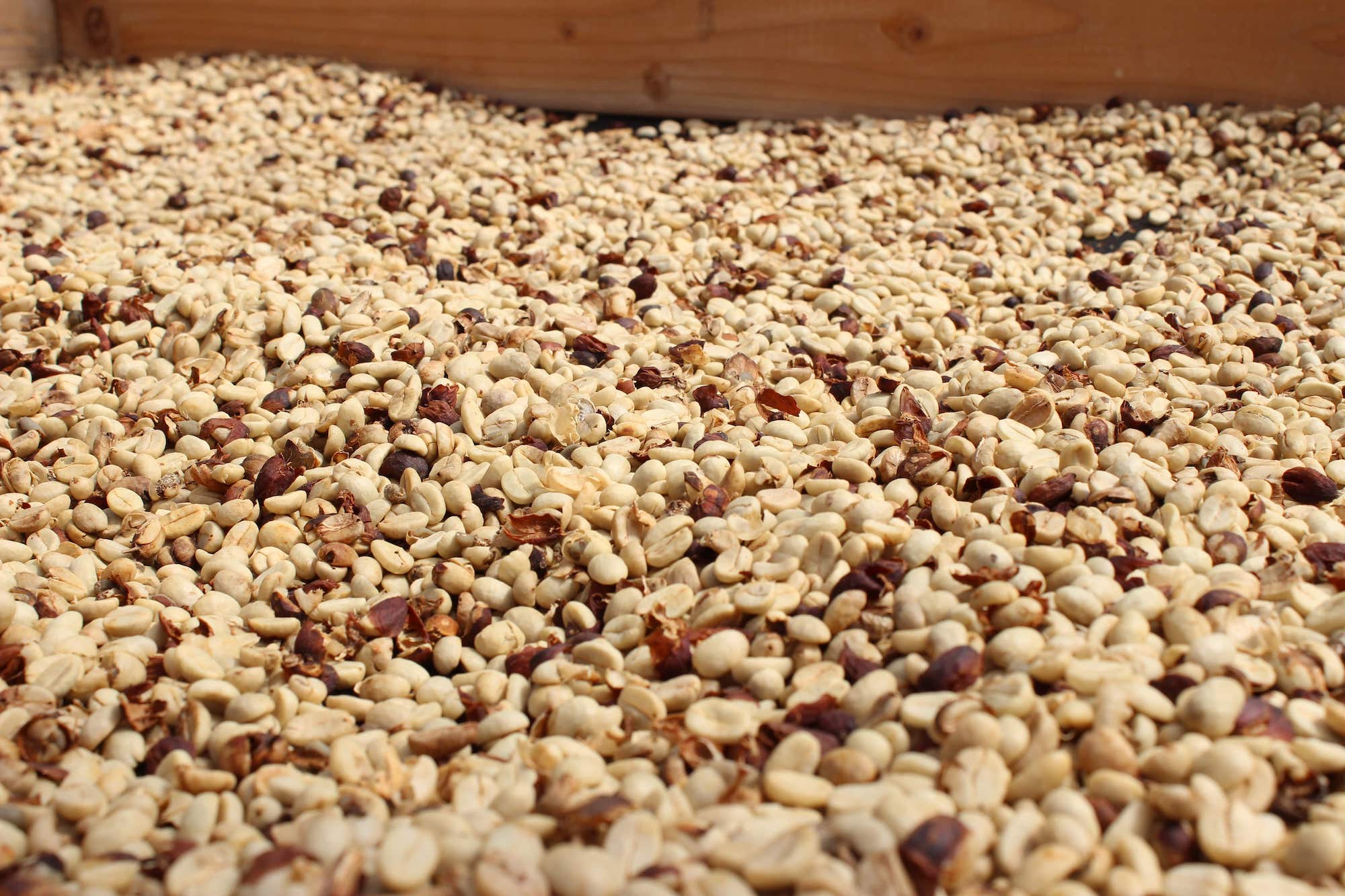 Processing green coffee before milling and roasting