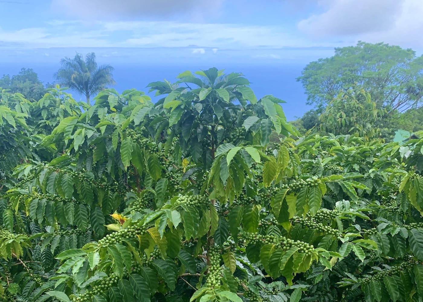 Kona coffee growing in Hawaii