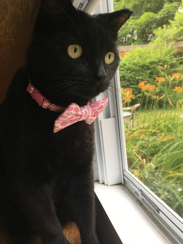 black cat with pink bow tie