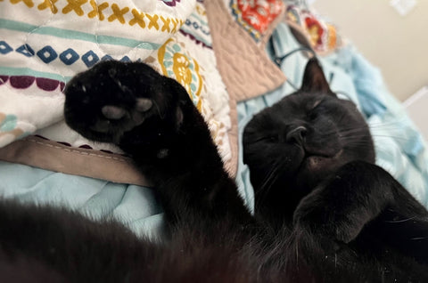 Black cat sleepting