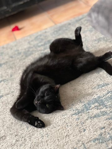 Black cat stretch