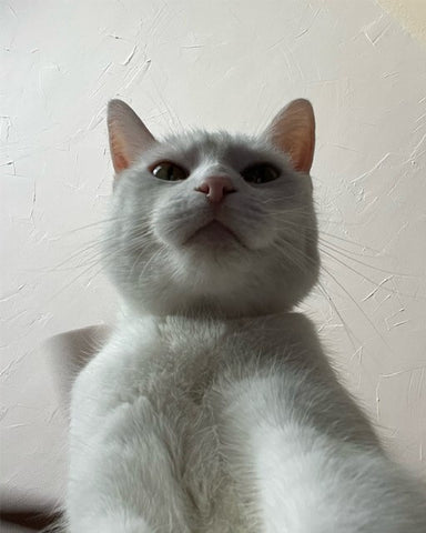 cat takes selfies