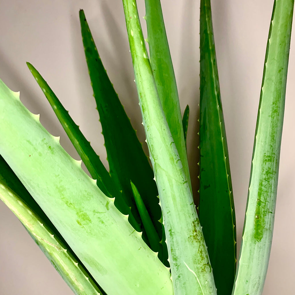Aloe Vera Aloe Barbadensis Miller Pradoplant