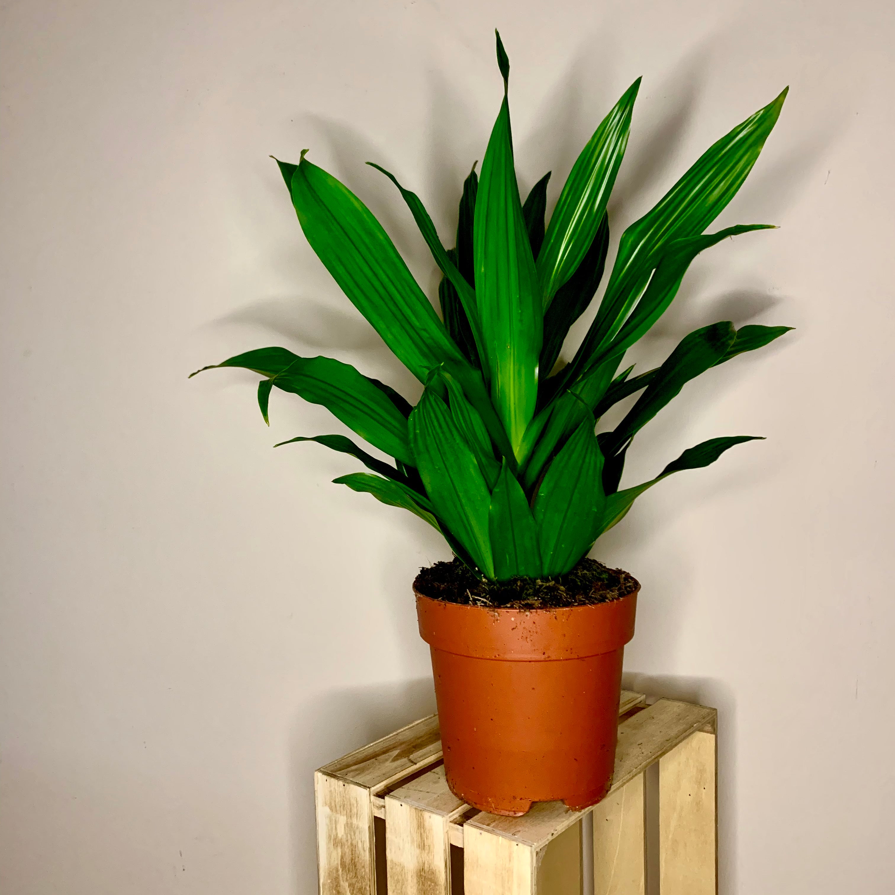 dracena