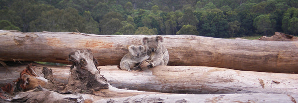 Toilet paper and deforestation wildlife koalas