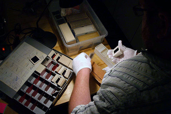 sorting 35mm slides