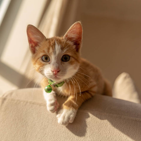 lindo gato naranja en un sofá