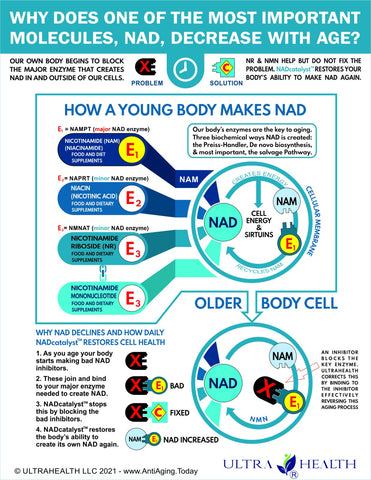 How a young body makes NAD