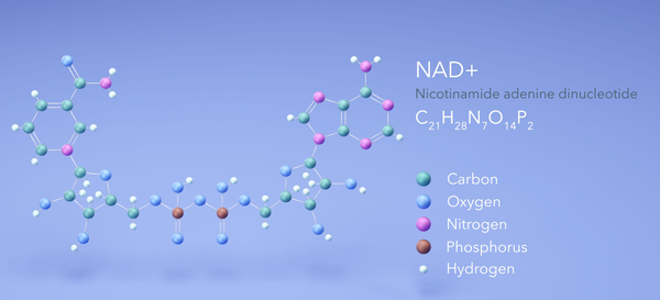 what makes nad+