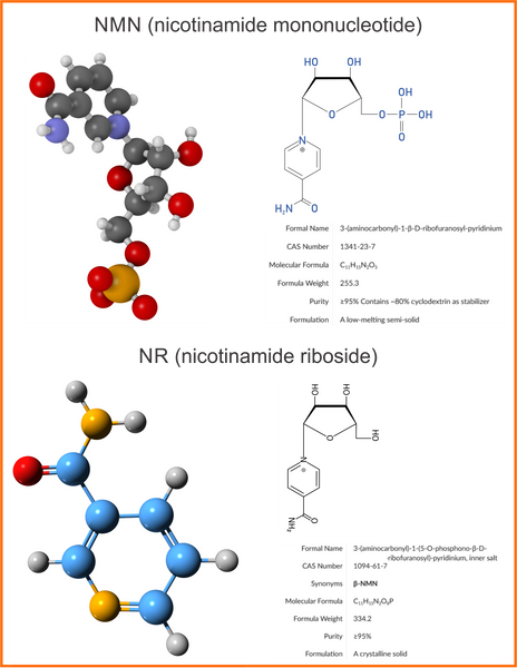 nad+ creation, salvage pathway