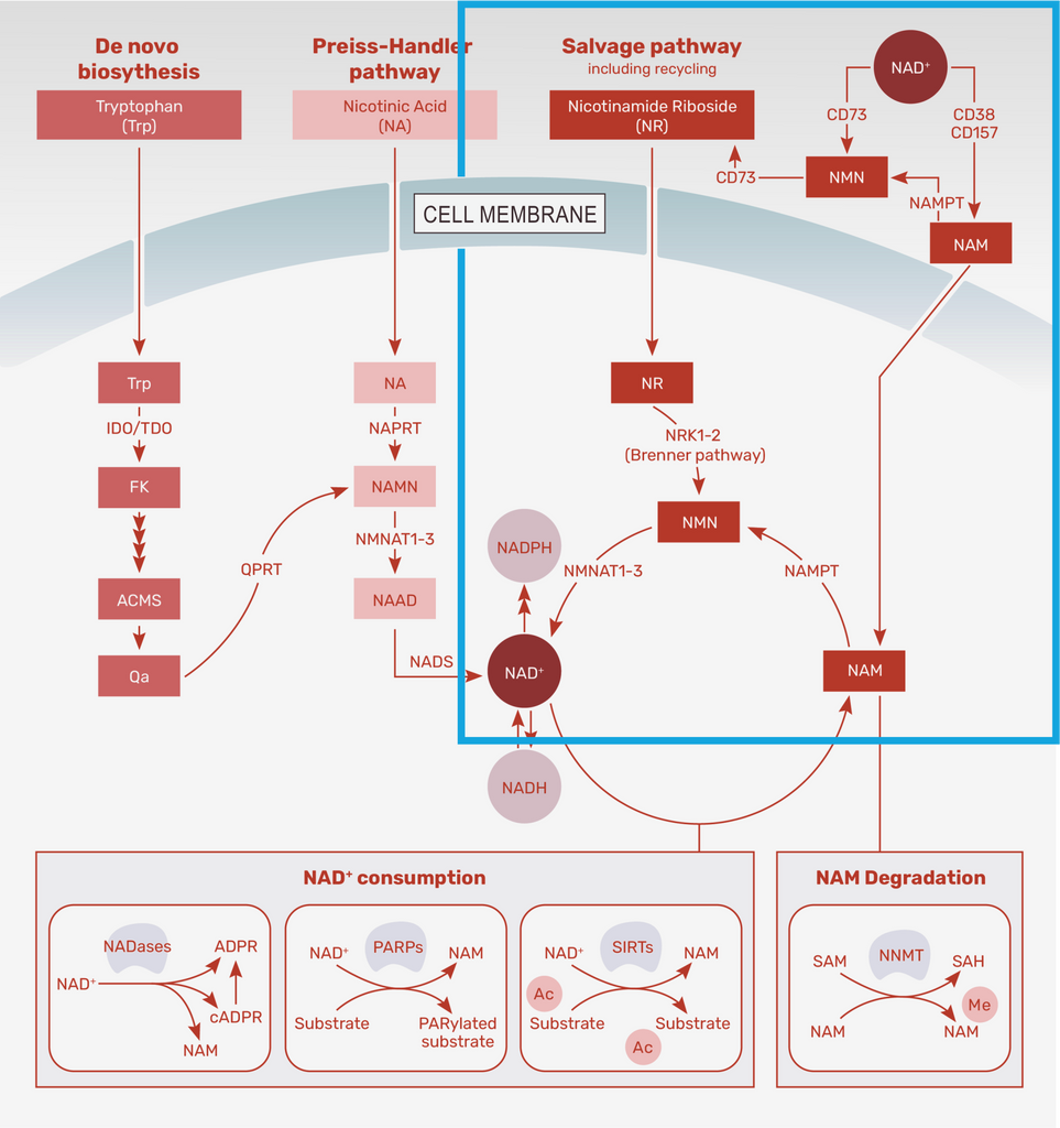 nad+ salvage pathway nr nmn