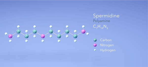 spermidine supplement compound