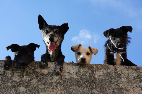 small pets ready for a day outdoors