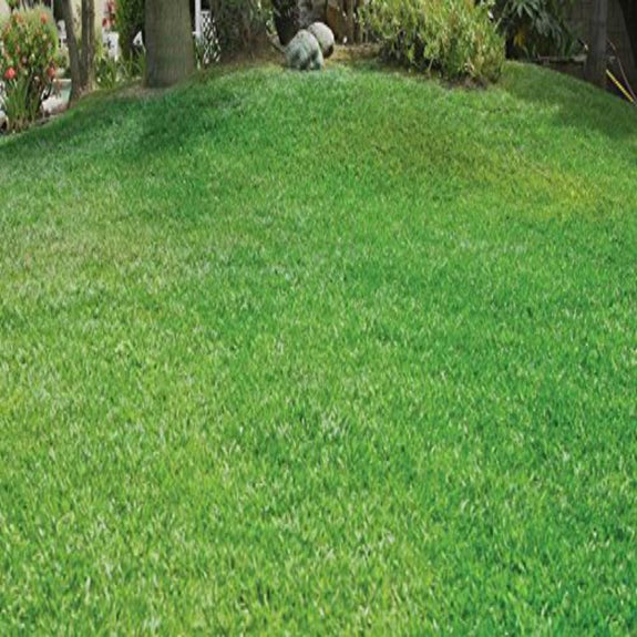 garden lawn grass