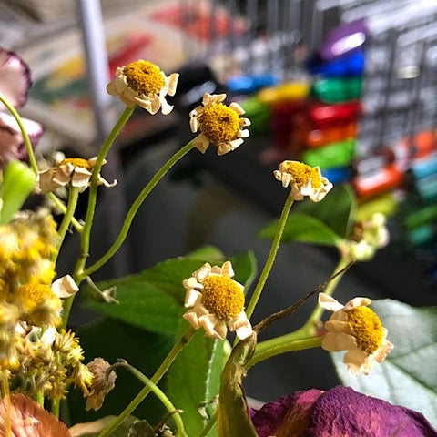 photo is a close-up of mini mountain daisy flowers (white/cream petals, yellow/gold fuzzy center) on the left side. flowers are drying and the petals are curling. greenery from leaves and other yellow-gold flora, also drying, on the bottom left side. bottom right side has part of a purple flower cropped off the bottom. background is from the artist studio out of focus, with art pieces in the top left. a silver rack of multi-color markers (top to bottom colors: purple, blue, yellow and green, red, orange, green, blue, in the center towards the right side.