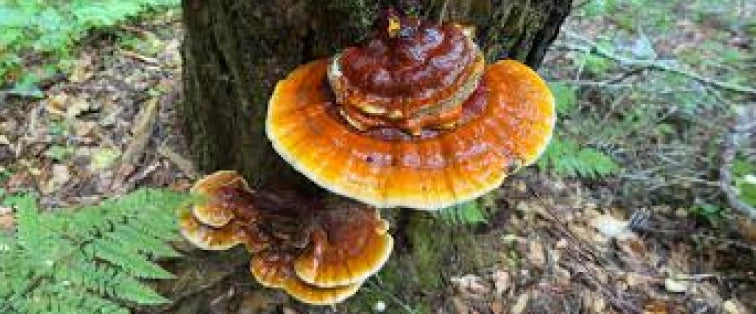 Bright orange and brown mushrooms growing on the trunk of a tree in a forest setting.
