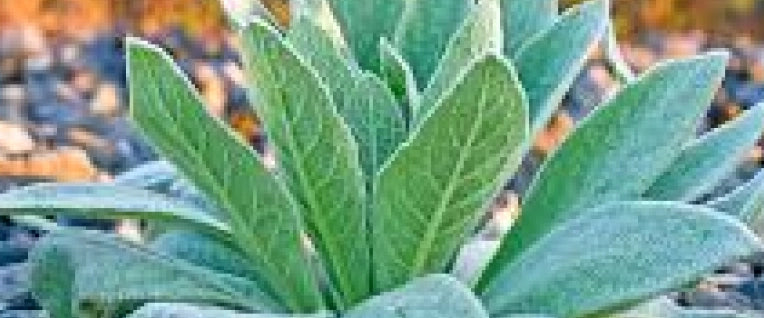 Close-up of a green plant with broad, fuzzy leaves.