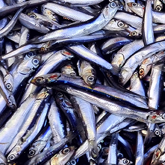 Wild-Caught Anchovies