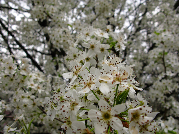 Pear blossom tree