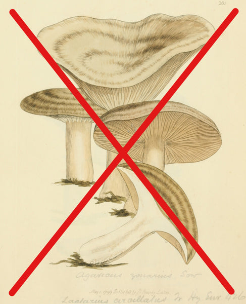 Kombucha is unrelated to mushrooms.