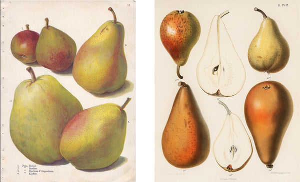 Illustrations of pears