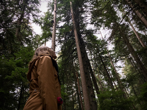 Lodgepole pines towering above our heads