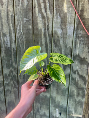 4” Anthurium Veitchii King - PlantKingusa