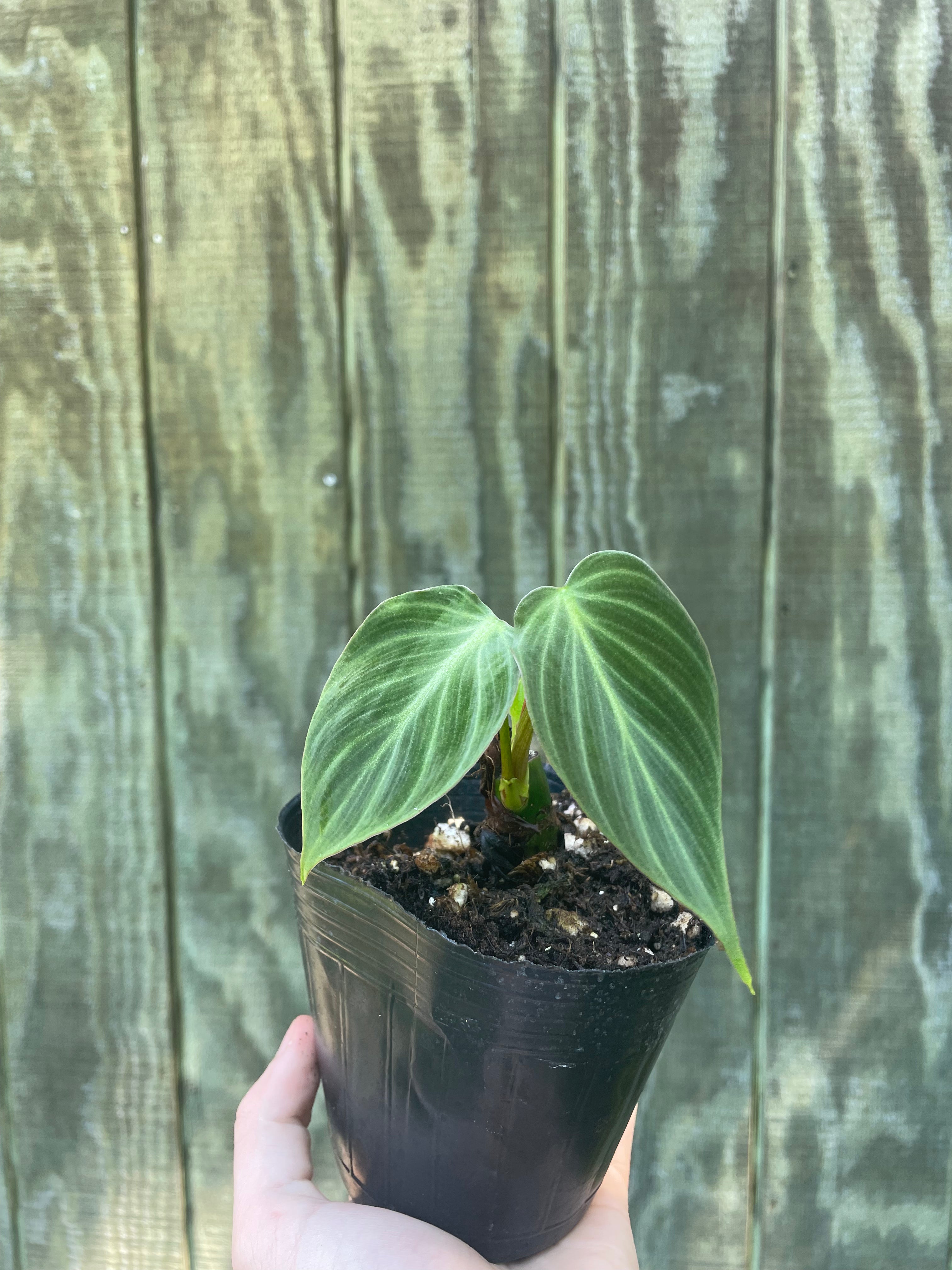 4” Philodendron El Choco