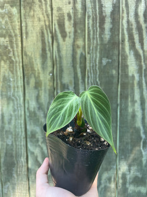 4” Philodendron El Choco - PlantKingusa