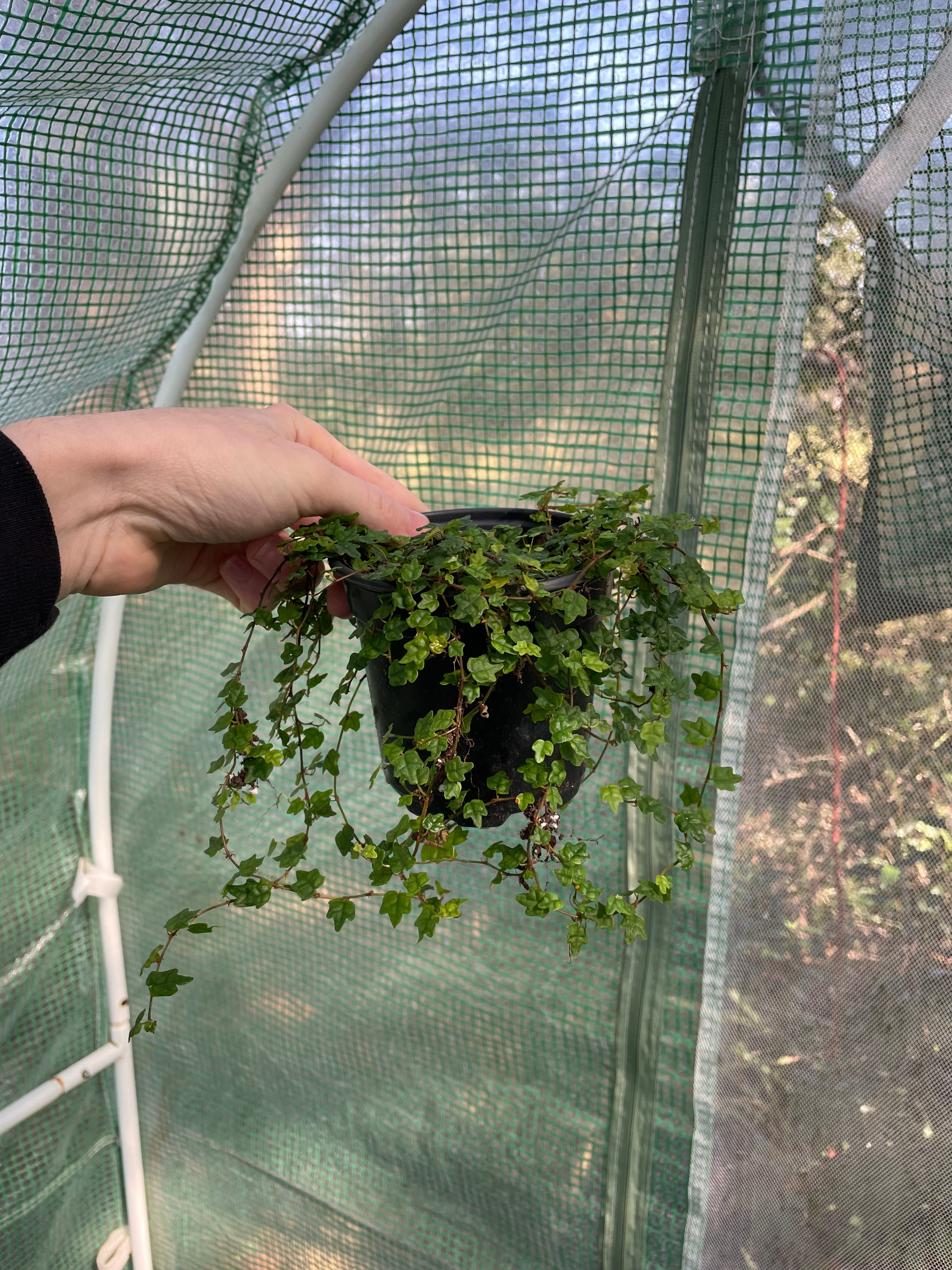 String Of Frogs Care