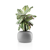Grey flower pot shown with a plant