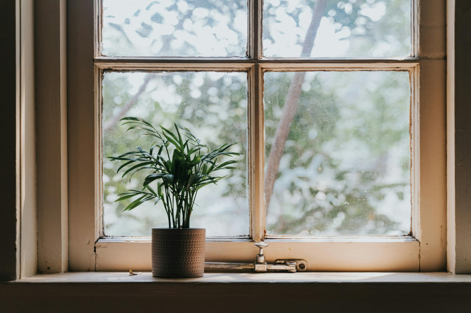 house plant with pot located on windowsill