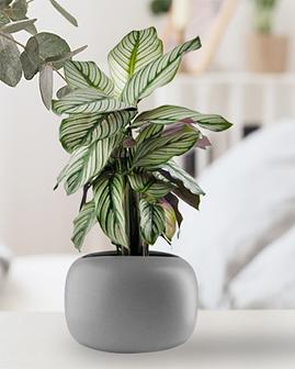 Modern planter next to a bed