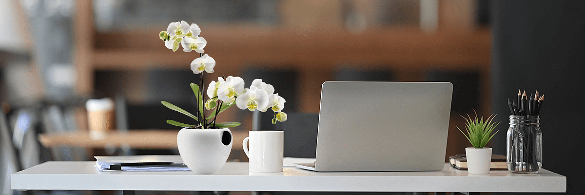 Orchid on desk with laptop