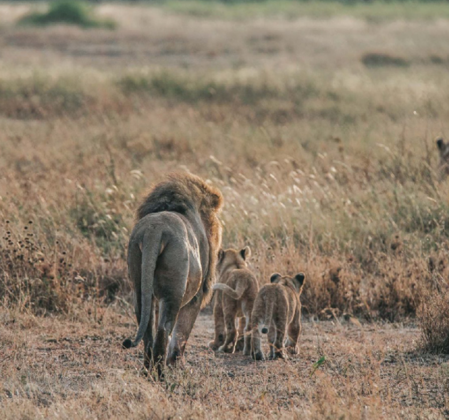 Serengeti Safari in Tanzania