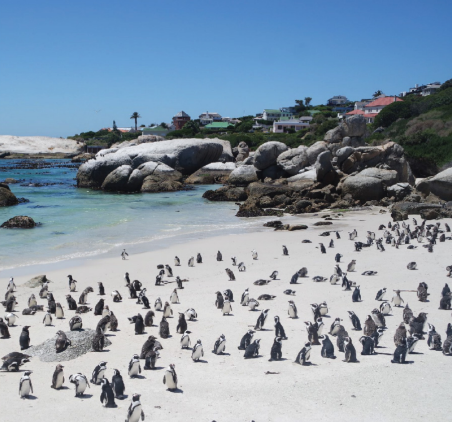 Cape Peninsula & Penguin Colony Tour